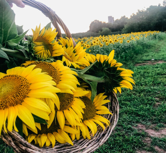 Sunflower Field